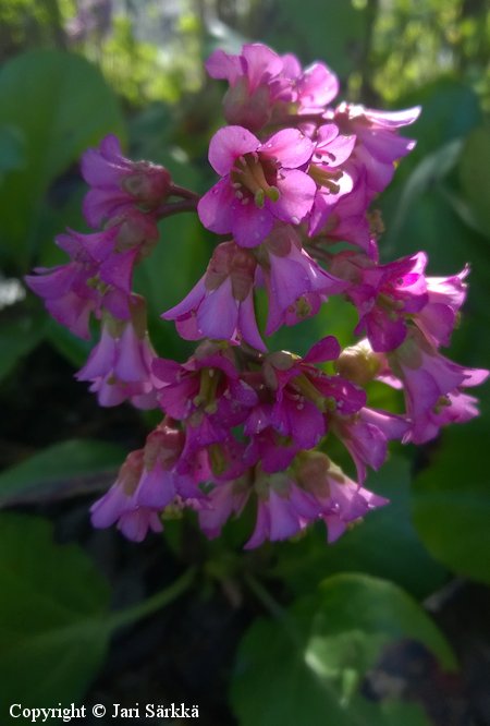 Bergenia crassifolia, soikkovuorenkilpi